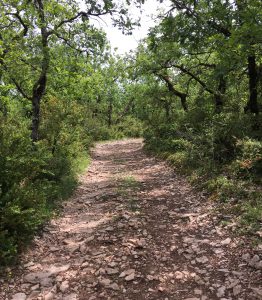 Le Chemin dans les forêts de chênes.