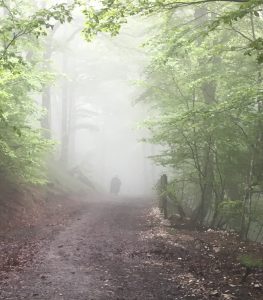 La descente dans la forêt. 