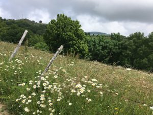 Sur les chemins du Cebreiro.