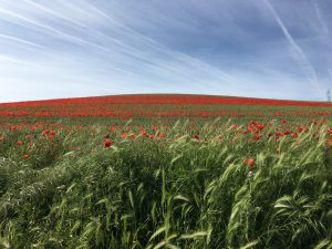 Les champs de coquelicots sur la Meseta.